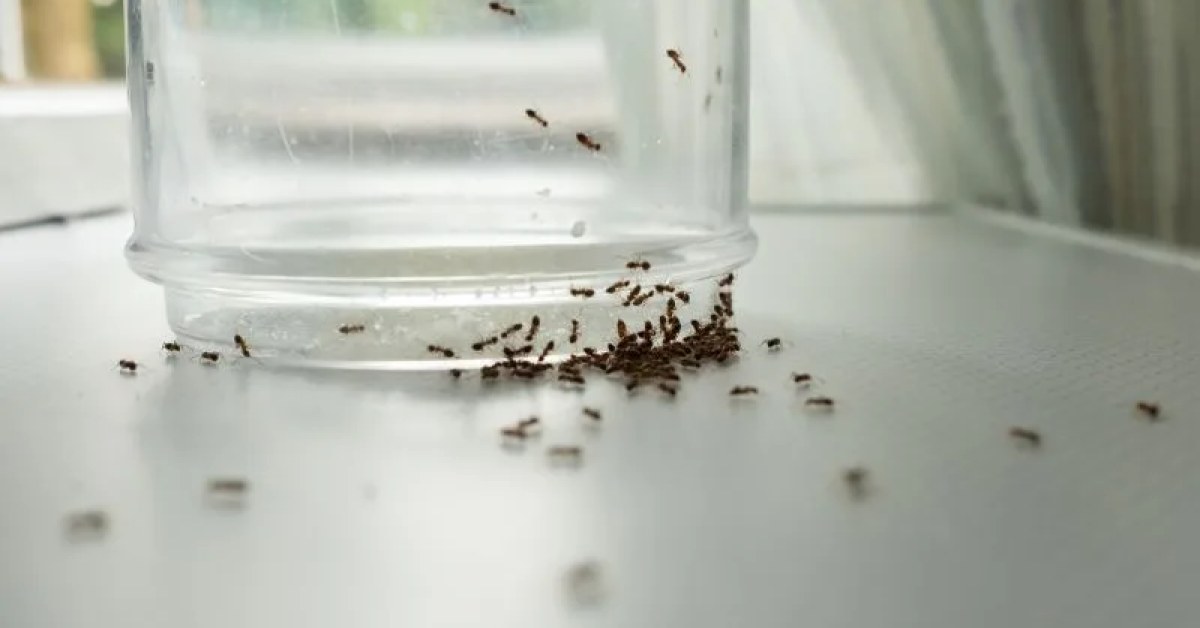 Pest control professional inspecting a property for signs of pest activity