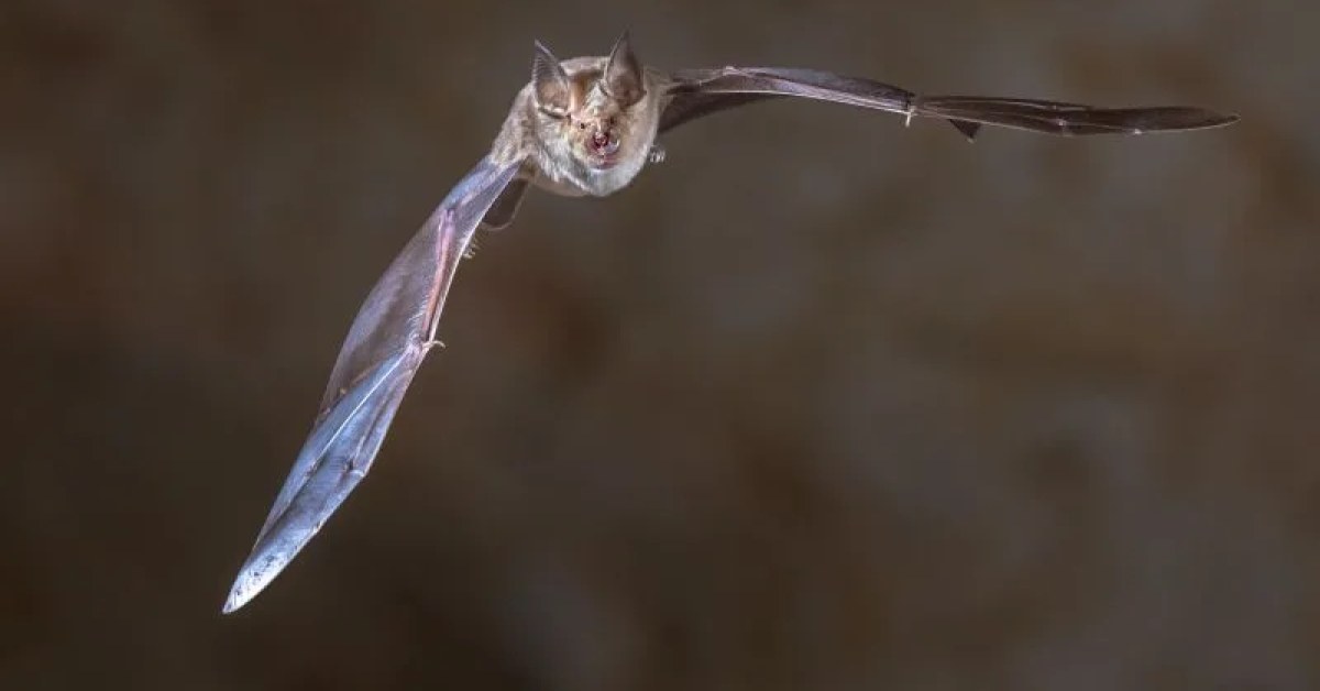 Bat control service for a residential property in Edison, NJ