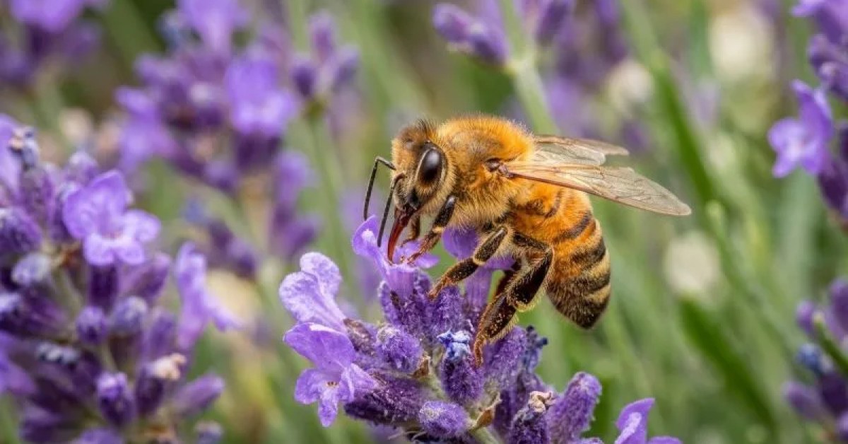 Bee control service for a residential property in Edison, NJ