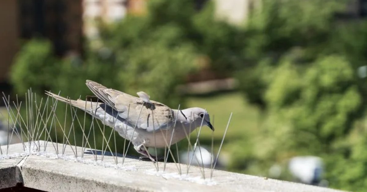 Birds gathering around a commercial building exterior