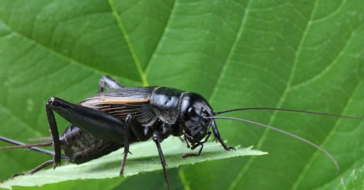 Cricket near an indoor entry area