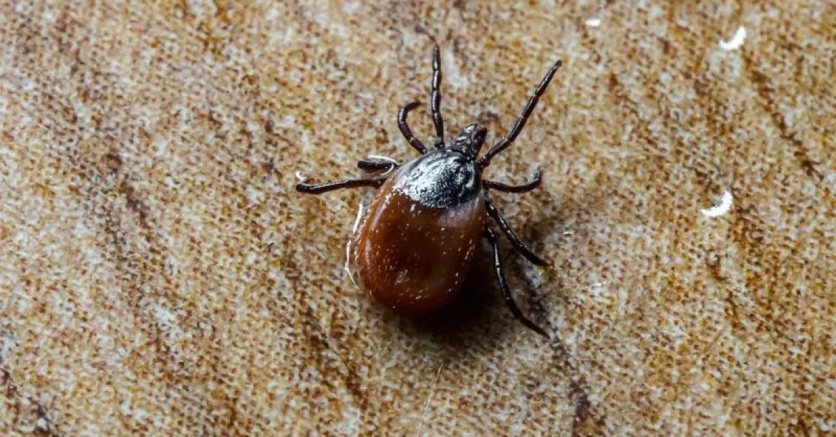 Inspection of a home area for flea or tick activity
