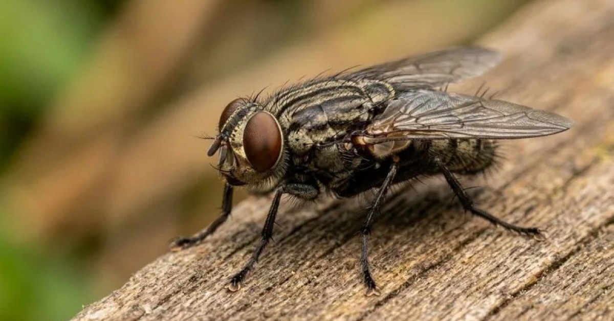 Fly extermination service for a home in Edison, NJ