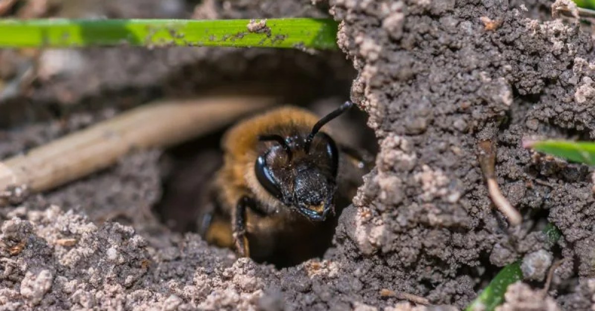 Ground bees removal service for a yard in Edison, NJ