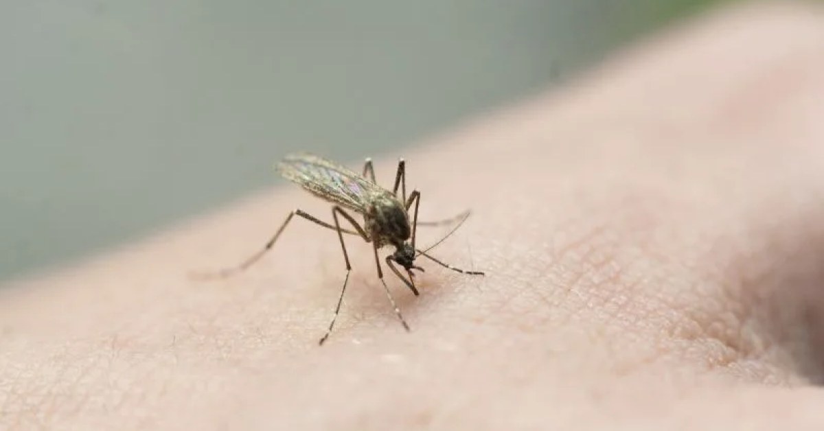 Mosquito inspection in a residential outdoor area