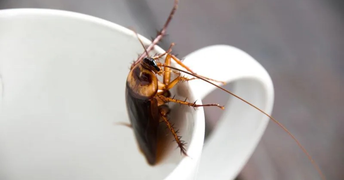 Roach extermination service for a home in Edison, NJ