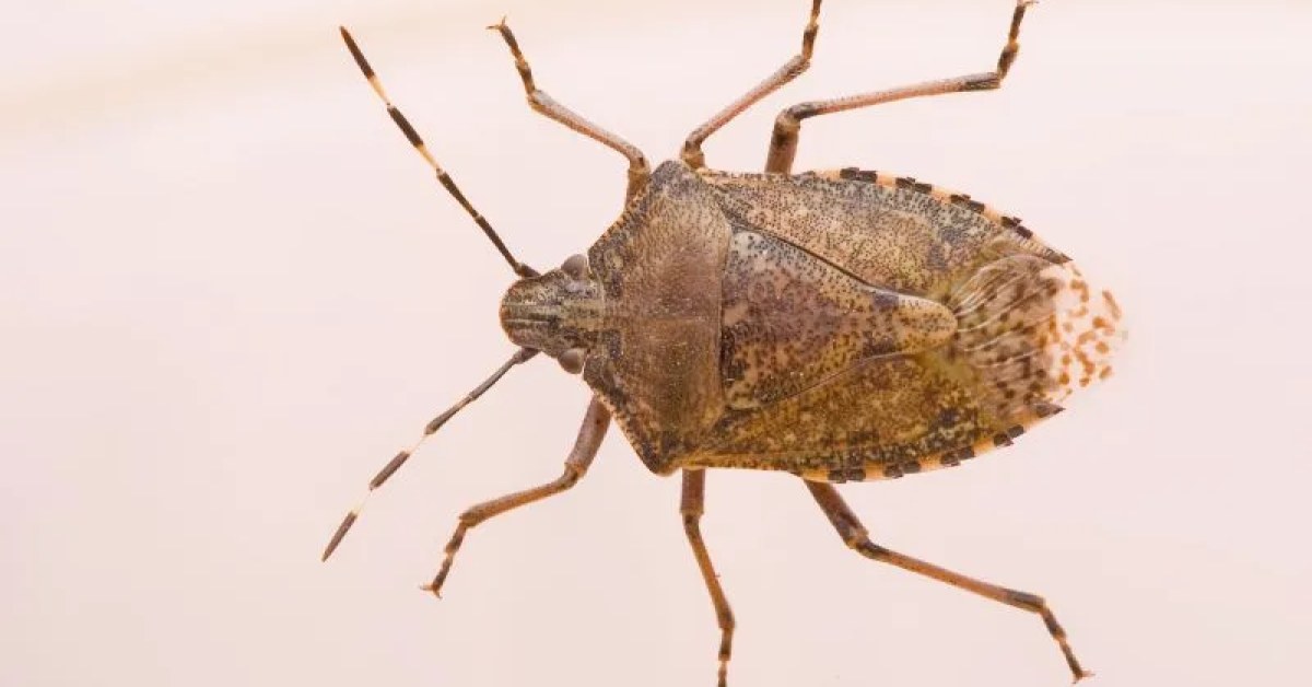 Stinkbug extermination service for a home in Edison, NJ